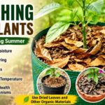 പുതയിടൽ (Mulching) എന്താണ് ? വേനൽക്കാലത്ത് ചെടികൾക്കും മണ്ണിനും ലഭിക്കുന്ന പ്രധാന ഗുണങ്ങൾ