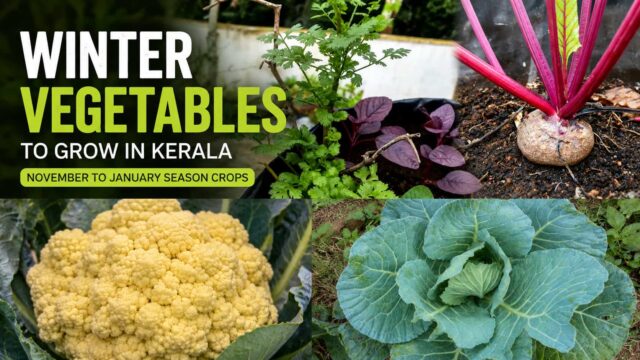Best Winter Vegetables to Grow in Kerala – Seasonal Crops for November to January